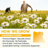 Chamomile Tea Bags, Chamomile Flower Herbal Tea - Sugar-Free, Caffeine-Free
