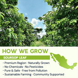 Soursop Leaf Herbal Tea (Graviola) - Caffeine & Sugar Free, 40 Teabags