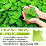 Spearmint Leaf Herbal Tea - Caffeine Free