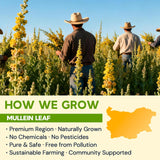 Hiihone Mullein Leaf Tea Bags for Lung Support, 20 Tea Bags, 100% Natural Herbal Tea from Mullein Leaves, Caffeine Free, No Sugar, No Additives