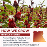 Hibiscus Tea Bags, Hibiscus Flower Herbal Tea - Caffeine & Sugar Free