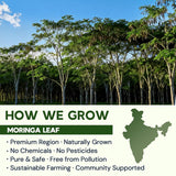 Moringa Leaf Tea - Caffeine Free